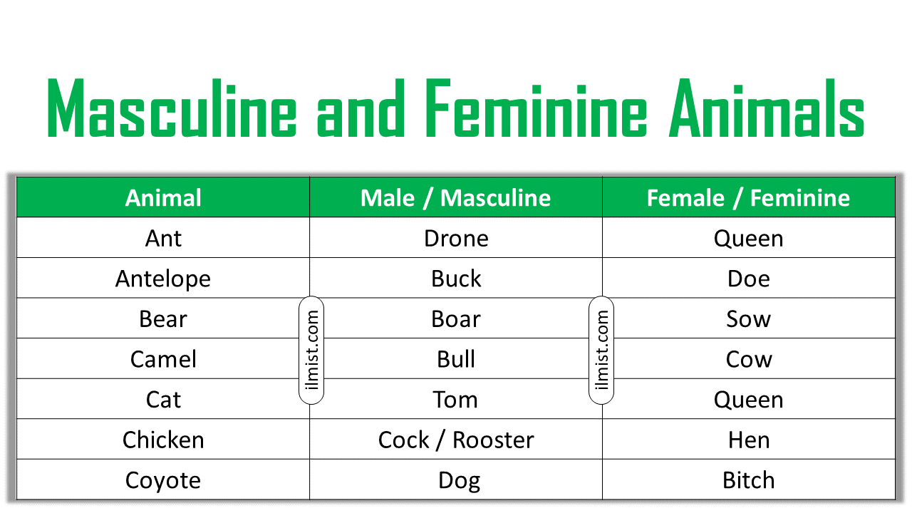 Masculine and Feminine Animals Name List In English