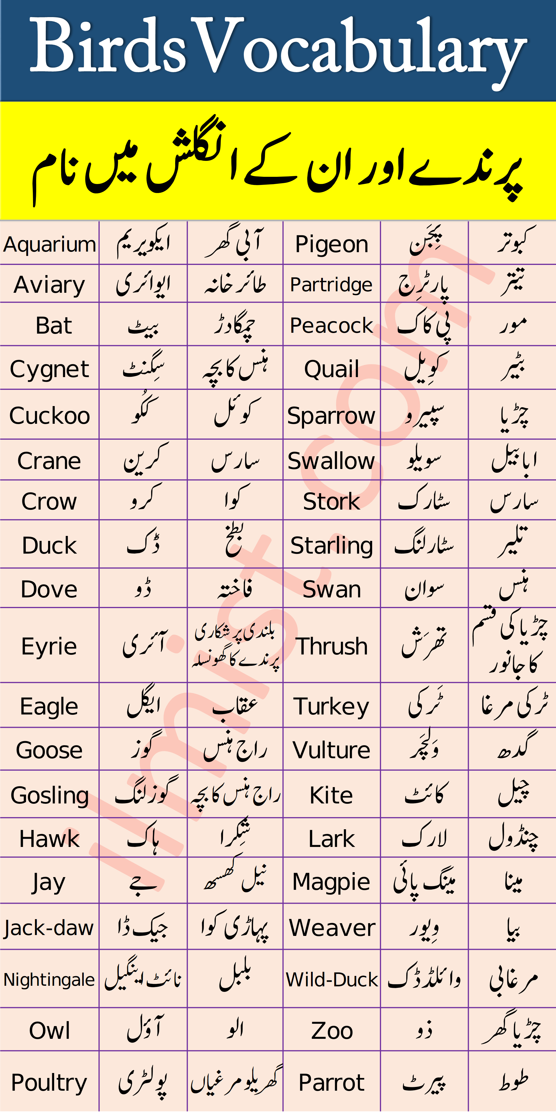 Birds Names with Urdu and Hindi Meanings - ilmist