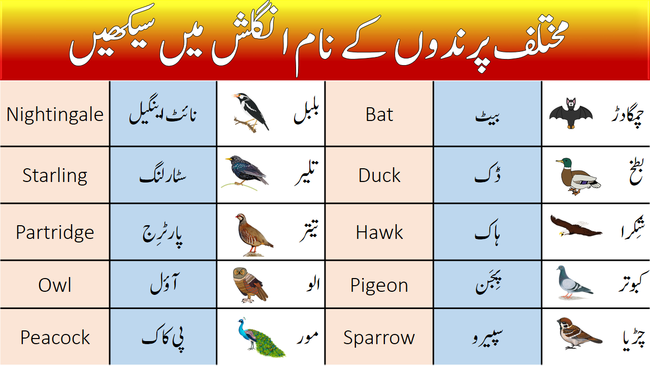 Birds Names with Urdu and Hindi Meanings