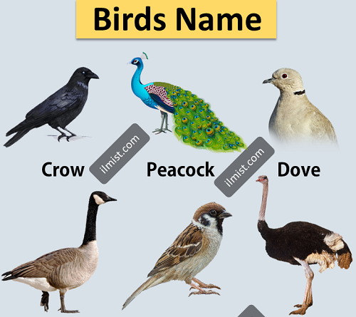 A To Z Birds Names List in English With Pictures - ilmist