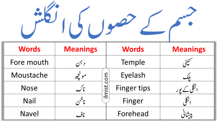 Parts Of Body Names In English To Urdu | Parts Of Body Vocabulary