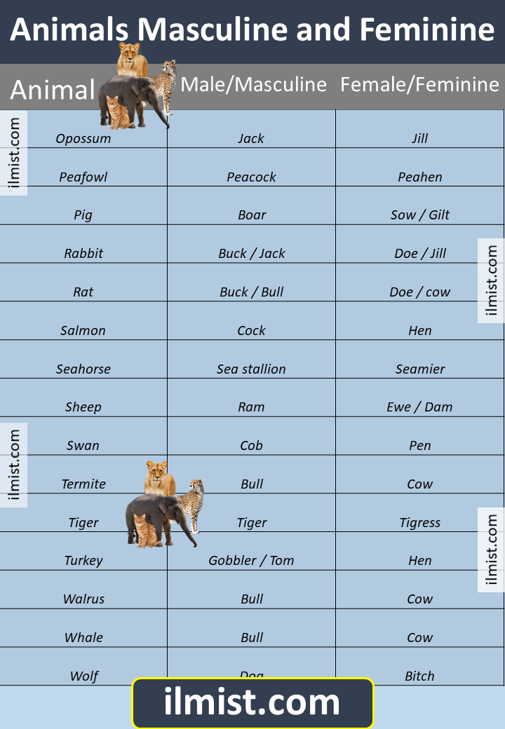 Masculine and Feminine Animals Name List In English - ilmist