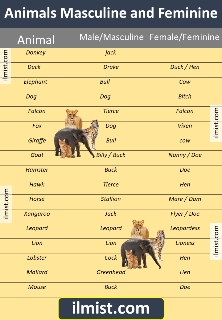 Masculine and Feminine Animals Name List In English - ilmist