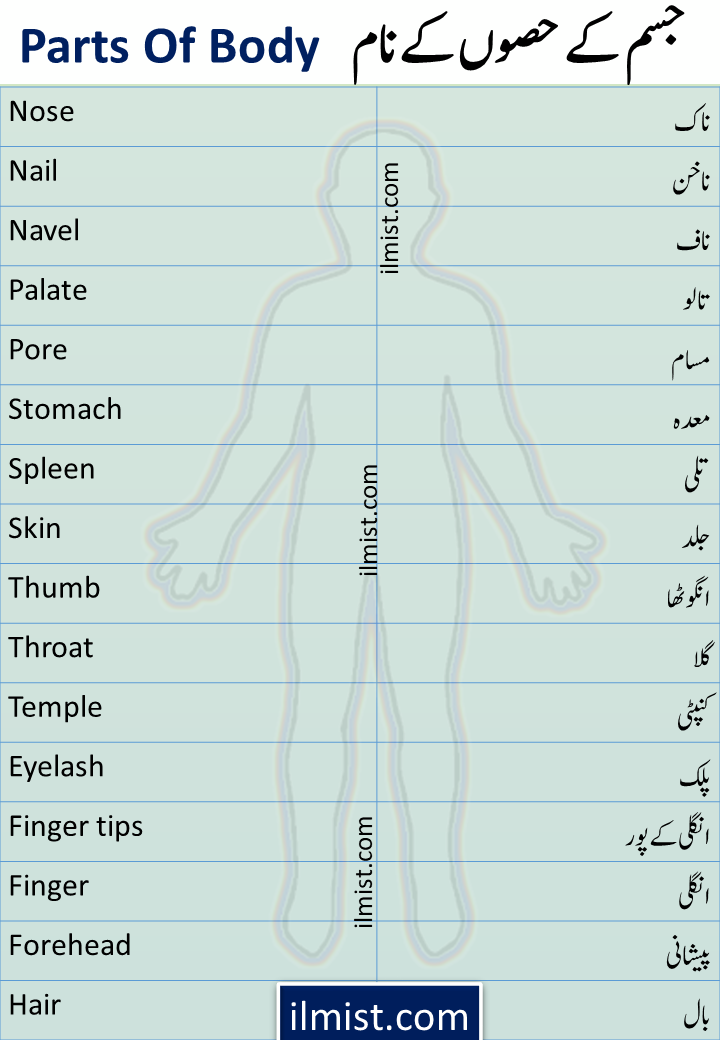 Parts Of Body Names In English To Urdu | Parts Of Body Vocabulary