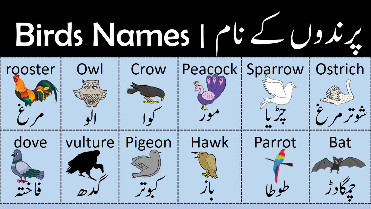 Birds Vocabulary Words List In English To Urdu With Pictures