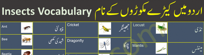 Insects Vocabulary Words List In English To Urdu With Pictures