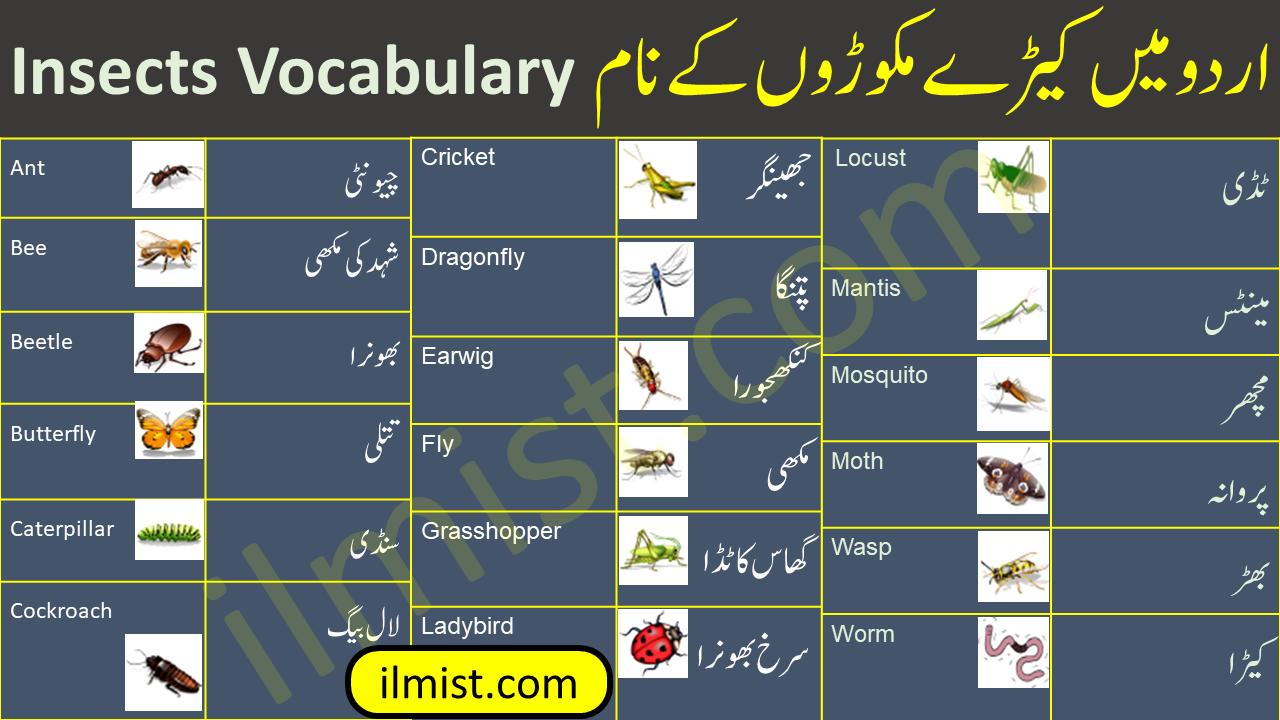 Insects Vocabulary Words List In English To Urdu With Pictures