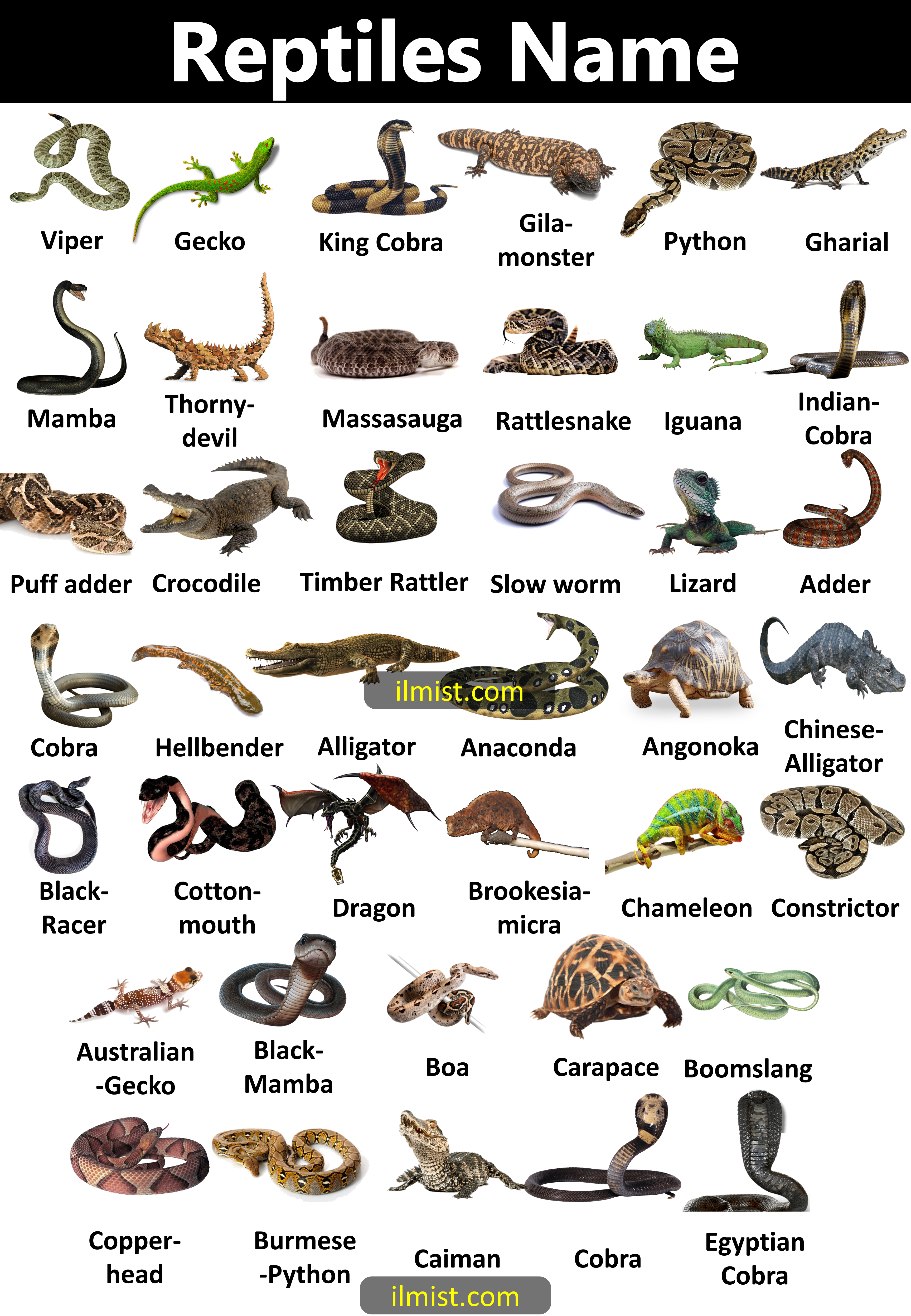 Reptiles Animals Name with Pictures and Details