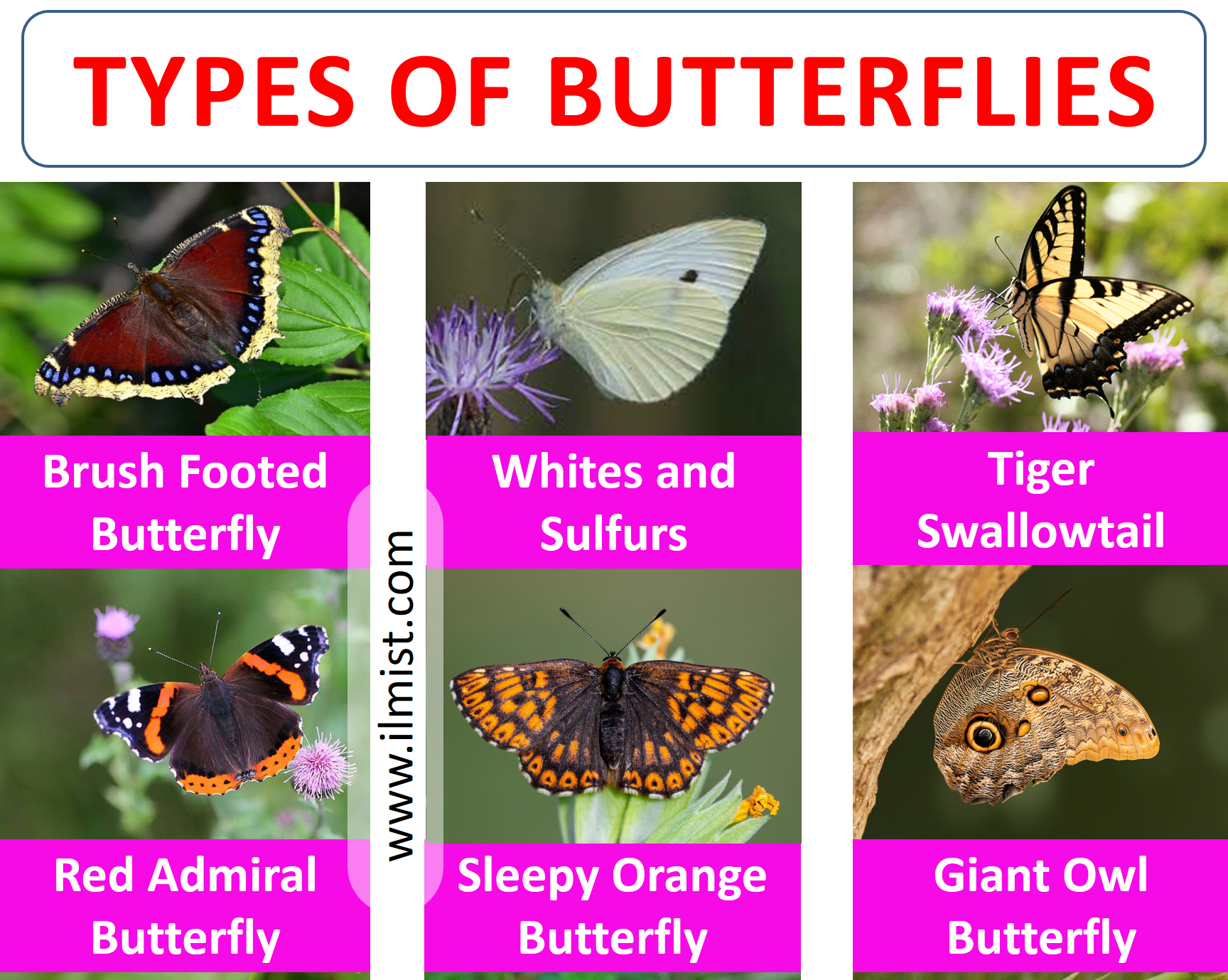 essay on types of butterfly