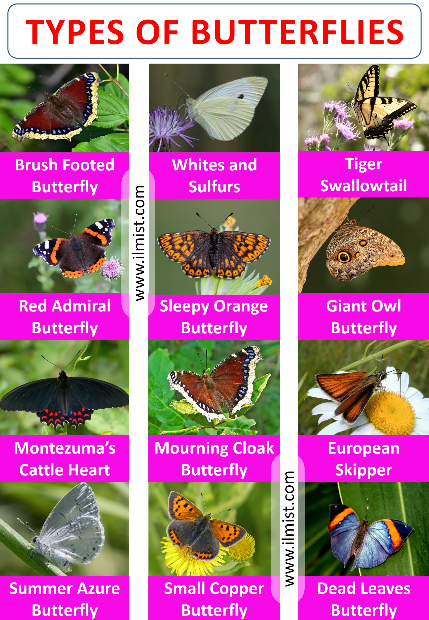 Types of Butterflies In English with Images | Animals